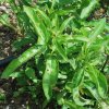 Cestrum nocturnum